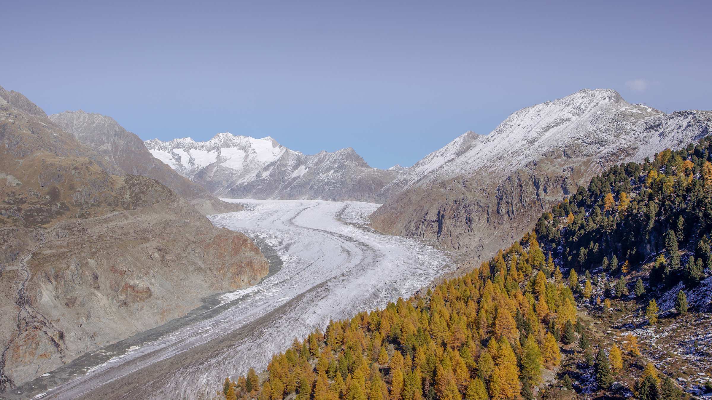 Aletsch forest, lower Aletsch Glacier