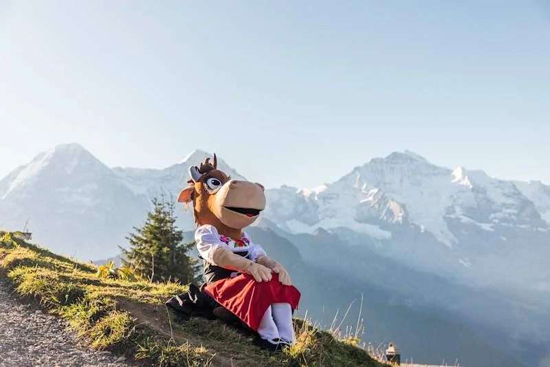 Lily the cow, the companion